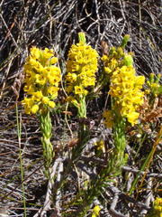 Erica parilis parilis