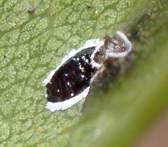 Tetraleurodes perileuca