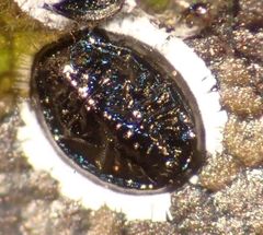 Tetraleurodes perileuca