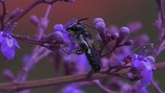 Megachile disjuncta
