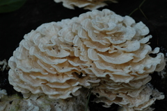 Sparassis spathulata