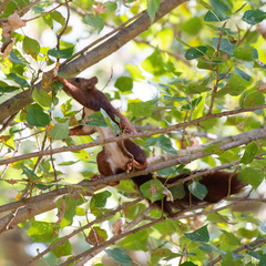 Sciurus vulgaris