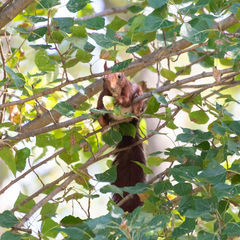 Sciurus vulgaris