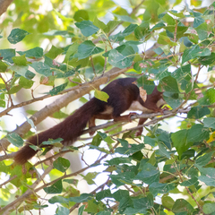 Sciurus vulgaris