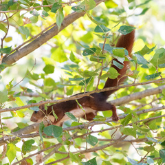 Sciurus vulgaris