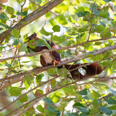 Sciurus vulgaris