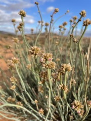 Hermbstaedtia glauca