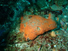 Dragmacidon mexicanum