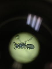 Hylaeus affinis