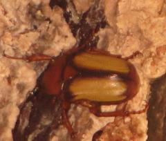 Anisorrhina serripes