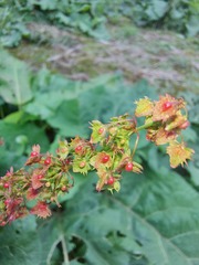 Rumex obtusifolius