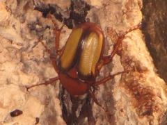 Anisorrhina serripes