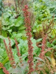 Rumex obtusifolius
