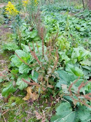 Rumex obtusifolius