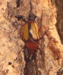 Anisorrhina serripes