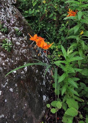 Crocosmia aurea image