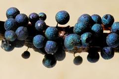 Lamproderma arcyrioides