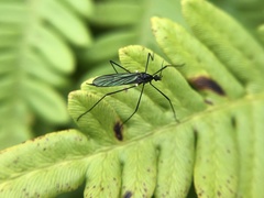 Gnophomyia