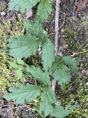 Rubus laciniatus