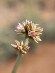 Hermbstaedtia glauca