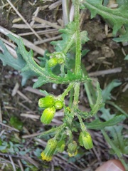 Senecio vulgaris