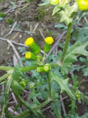 Senecio vulgaris