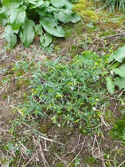 Senecio vulgaris