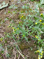 Senecio vulgaris