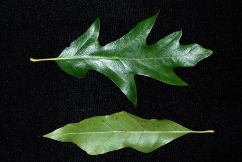 Quercus X moultonensis
