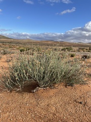Hermbstaedtia glauca