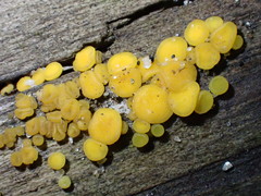 Calycina confluens