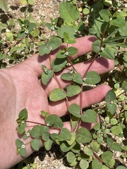 Euphorbia dentosa
