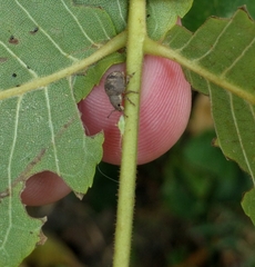 Pseudocneorhinus bifasciatus