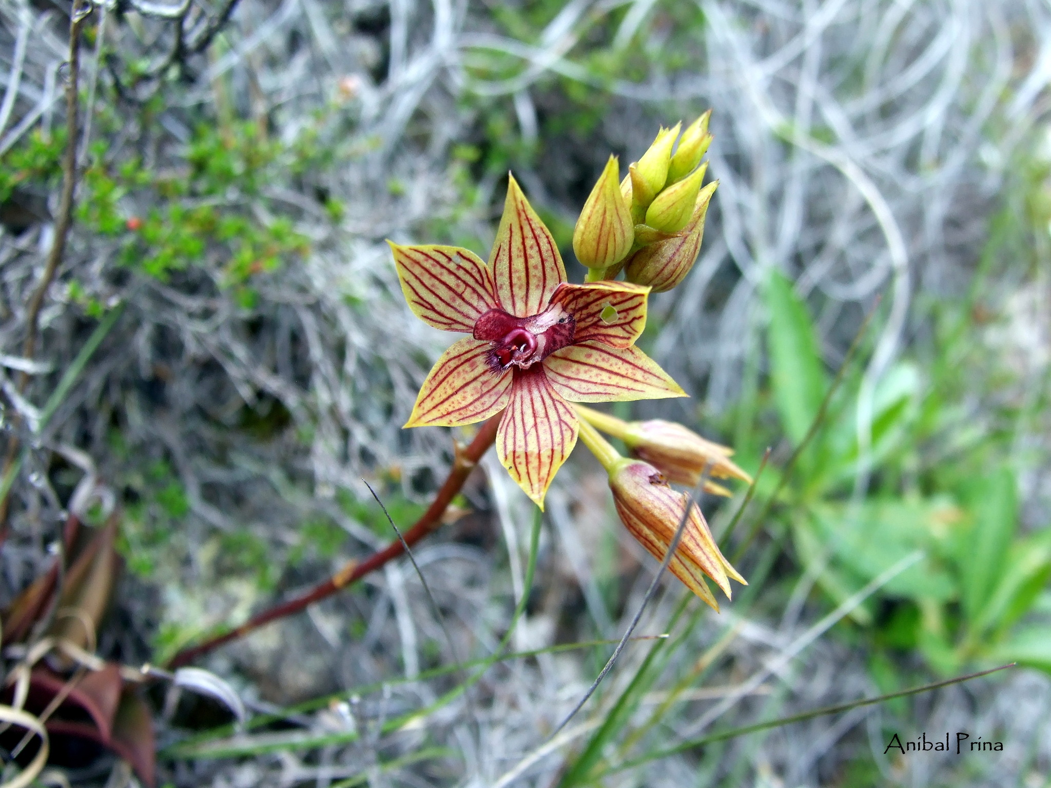 Trichoceros muralis image