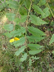 Pseudocneorhinus bifasciatus