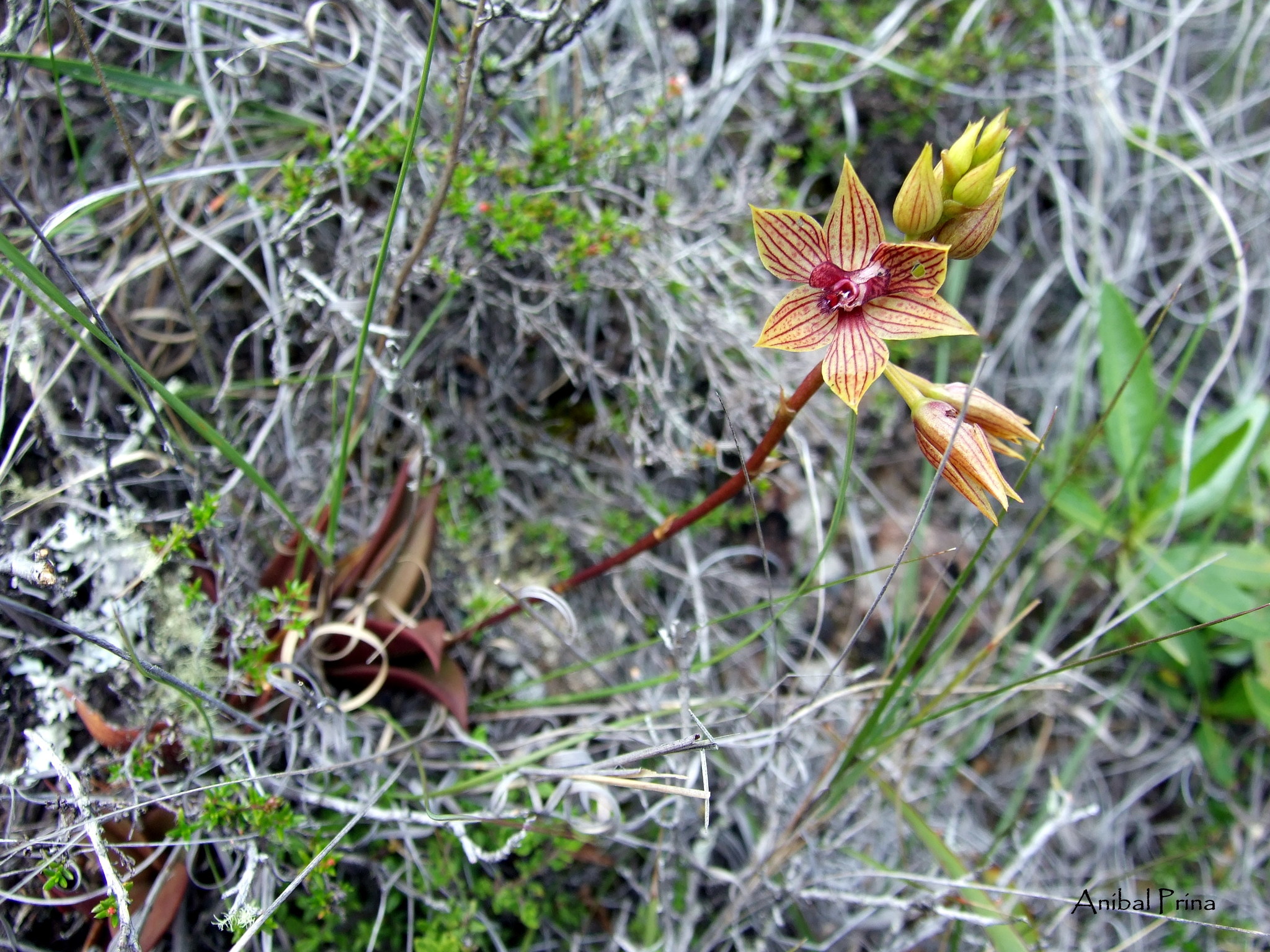 Trichoceros muralis image