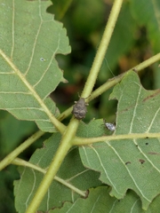 Pseudocneorhinus bifasciatus