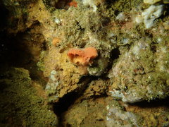 Dragmacidon mexicanum