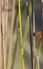 Myrmeleon inconspicuus