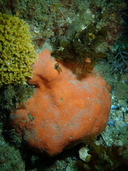 Dragmacidon mexicanum