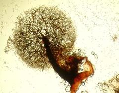 Lamproderma arcyrioides