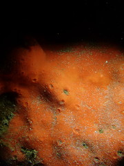 Dragmacidon mexicanum