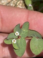 Euphorbia dentosa