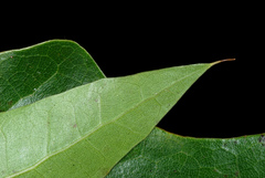 Quercus × moultonensis