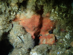 Dragmacidon mexicanum