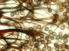 Lamproderma arcyrioides