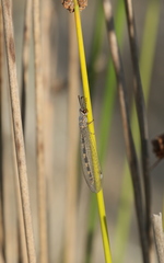 Myrmeleon inconspicuus