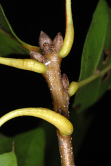 Quercus × moultonensis