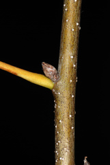 Quercus × moultonensis