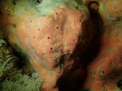 Dragmacidon mexicanum